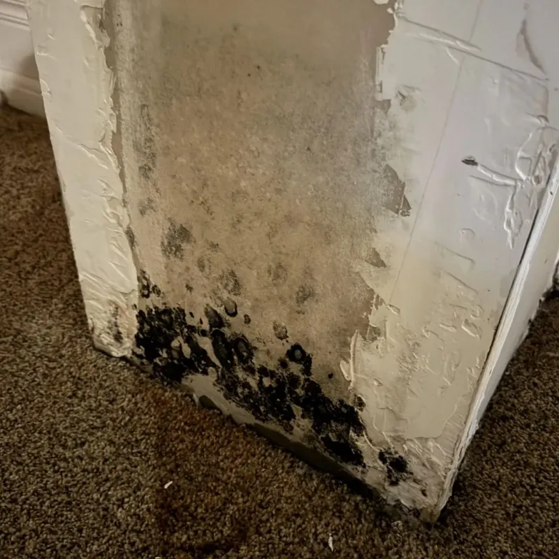 Professional Mold Removal in Portland, MI